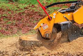 Best Root Management and Removal  in Buena Vista, GA