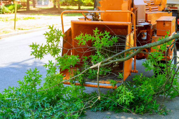 Reliable Buena Vista, GA Tree Services Solutions