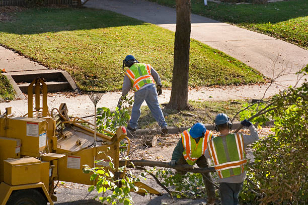 Best Tree Removal  in Buena Vista, GA