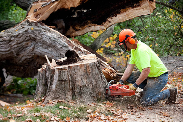 Best Tree Trimming and Pruning  in Buena Vista, GA