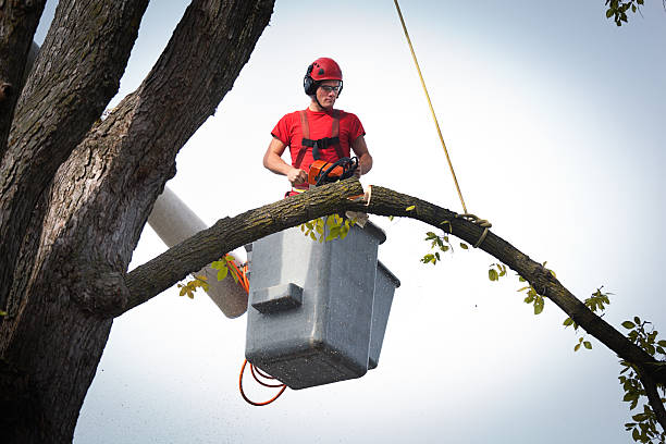 Best Fruit Tree Pruning  in Buena Vista, GA