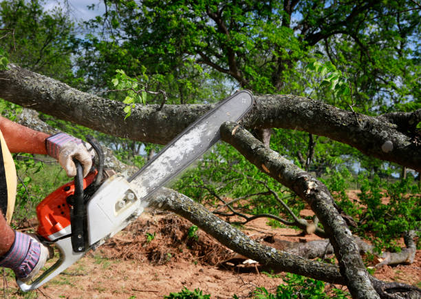 Best Lawn Watering Services  in Buena Vista, GA